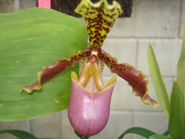 orquideasbellas029.jpg