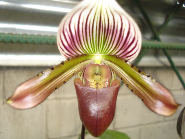orquideasbellas030.jpg
