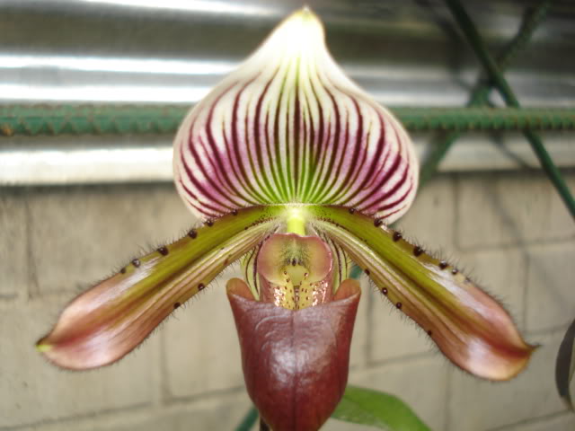 orquideasbellas031.jpg
