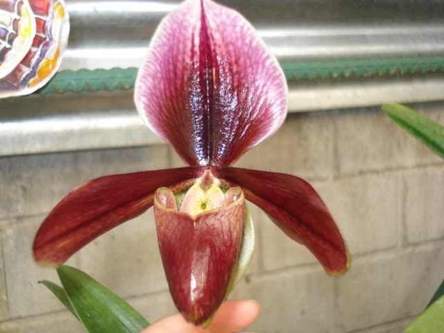 orquideasbellas032.jpg