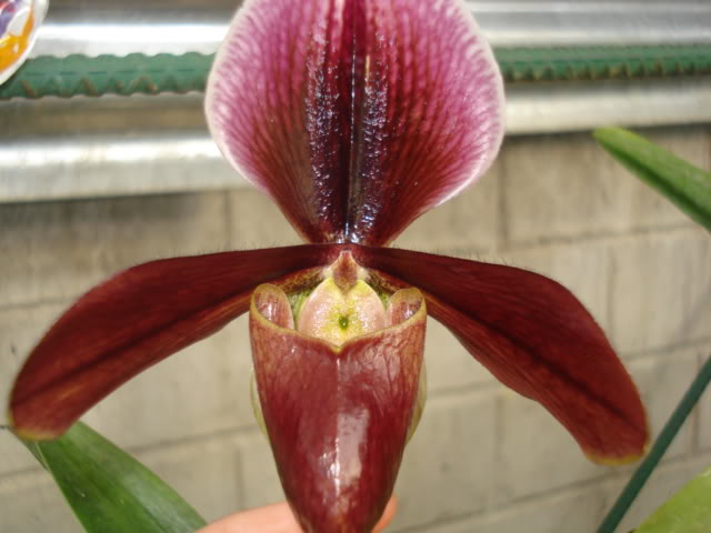 orquideasbellas033.jpg
