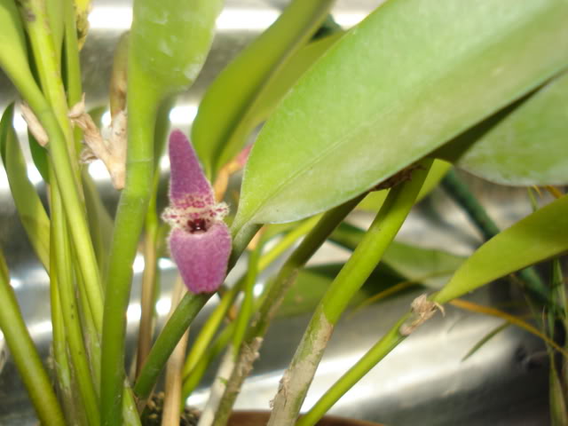 orquideasbellas034.jpg