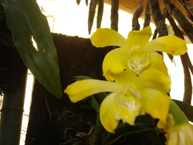 orquideasbellas037.jpg