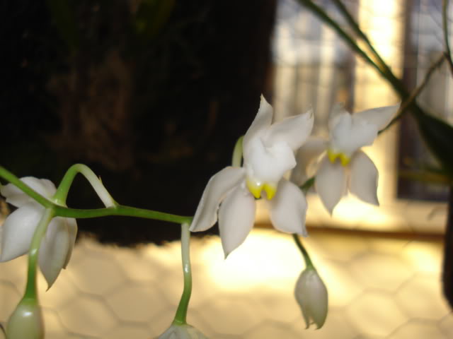 orquideasbellas038.jpg