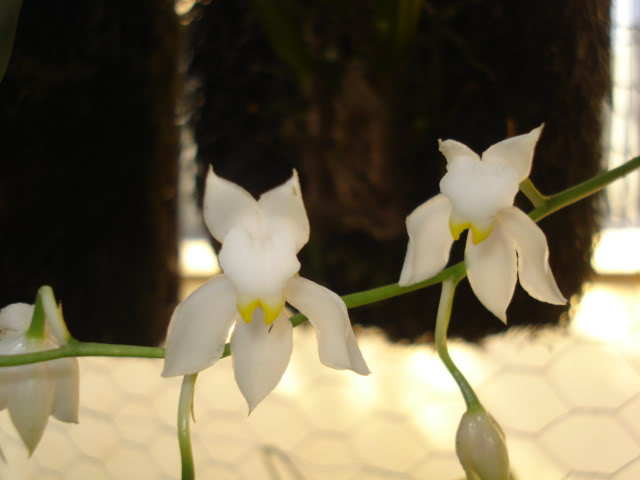 orquideasbellas039.jpg
