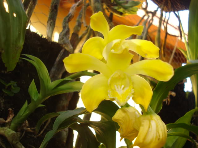 orquideasbellas040.jpg