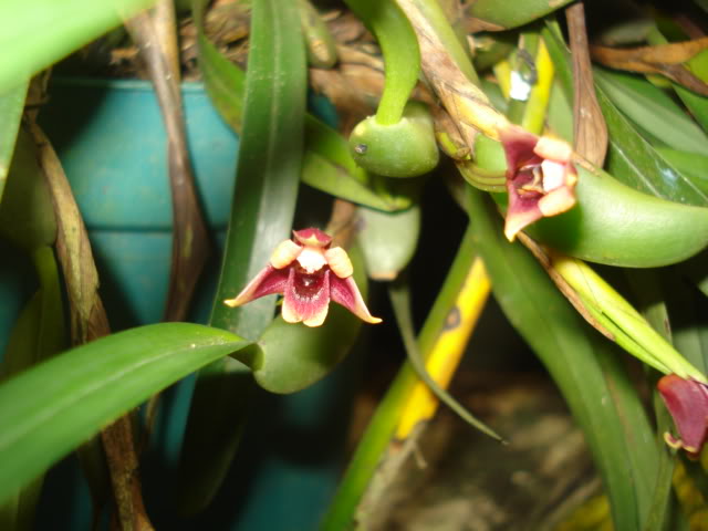 orquideasbellas041.jpg