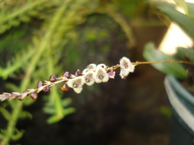 orquideasbellas042.jpg