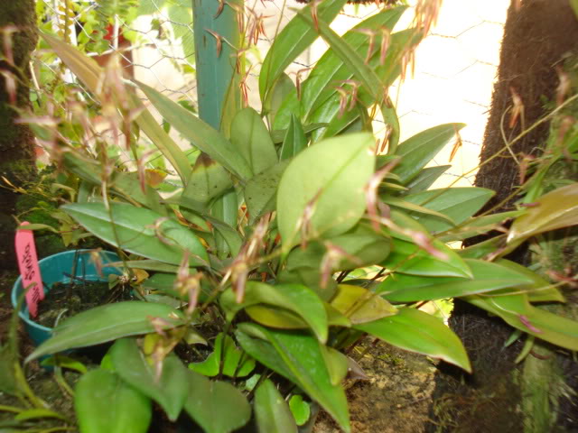 orquideasbellas043.jpg