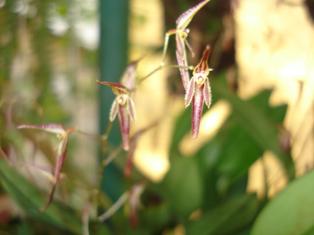 orquideasbellas045.jpg