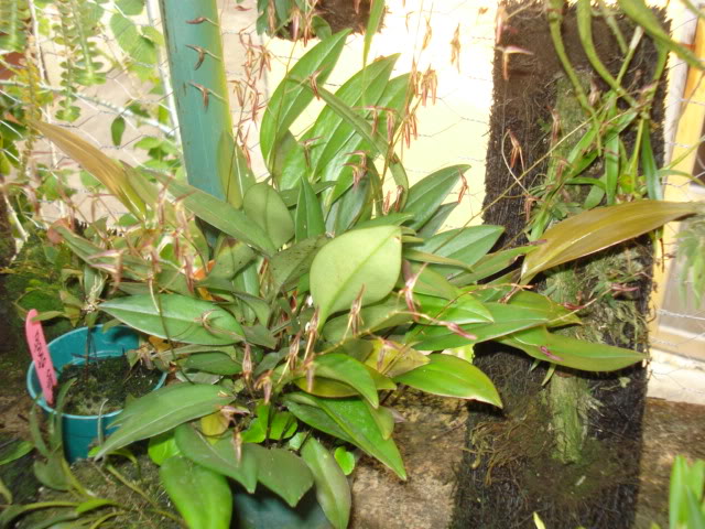 orquideasbellas047.jpg