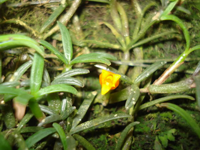 orquideasbellas048.jpg