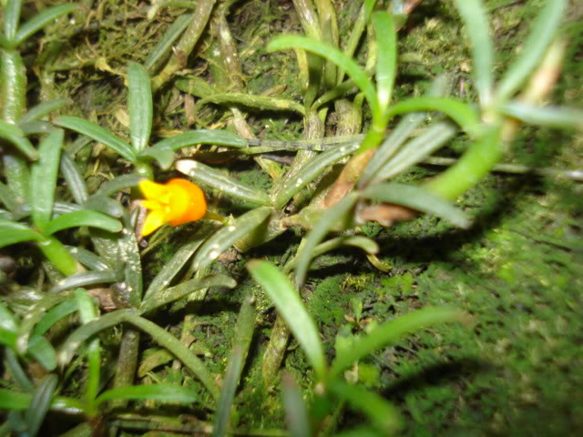 orquideasbellas049.jpg