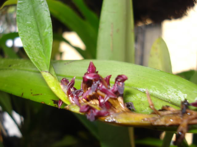 orquideasbellas052.jpg