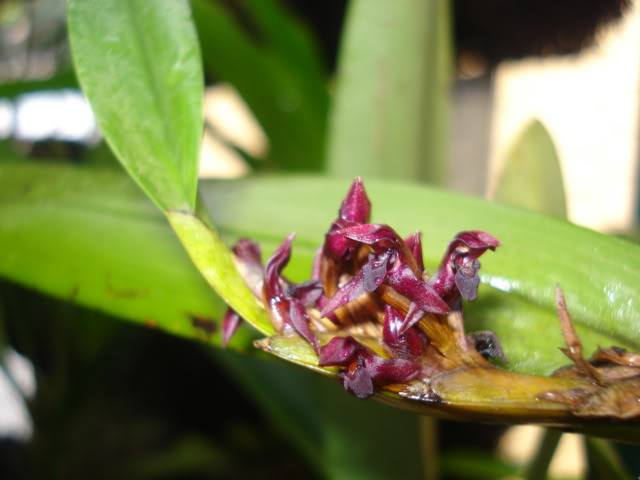 orquideasbellas053.jpg