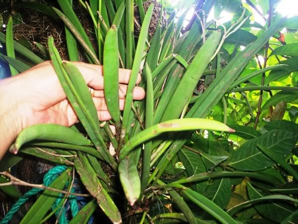 orquideasdeanapatricia-3.jpg