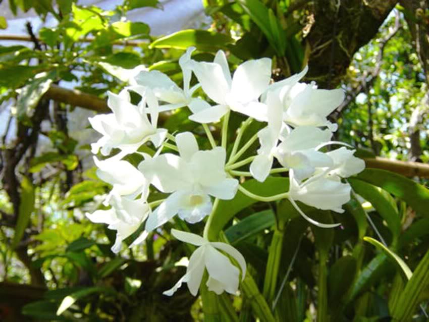 orquideblancadeAnaP-2.jpg