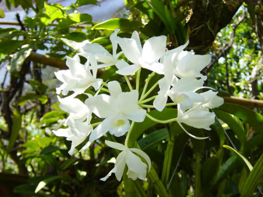 orquideblancadeAnaP.jpg