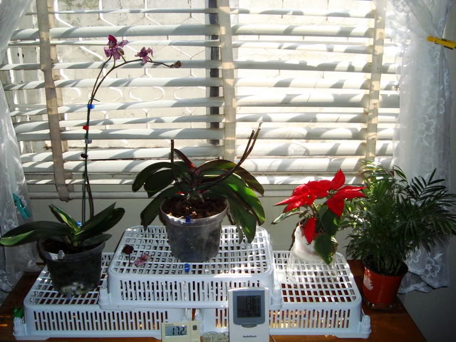 orquidesas2.jpg