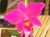 orquiditas028.jpg