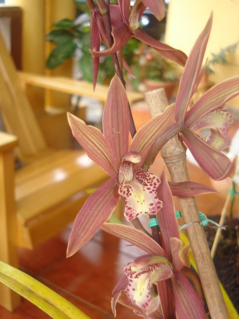 orquiditas031.jpg