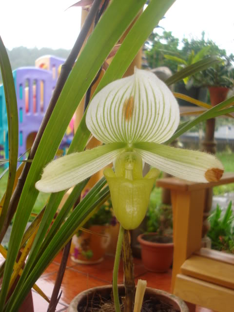 orquiditas032.jpg