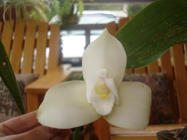 orquiditas033.jpg