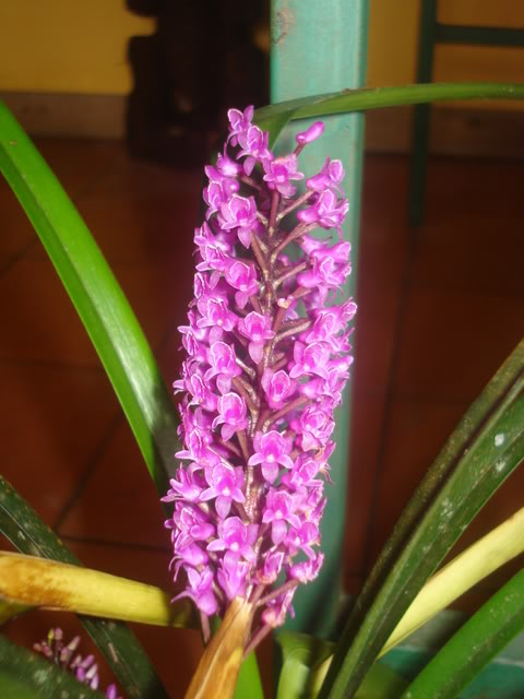 orquiditas036.jpg