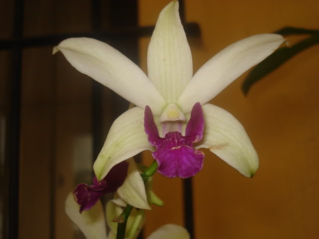 orquiditas038.jpg