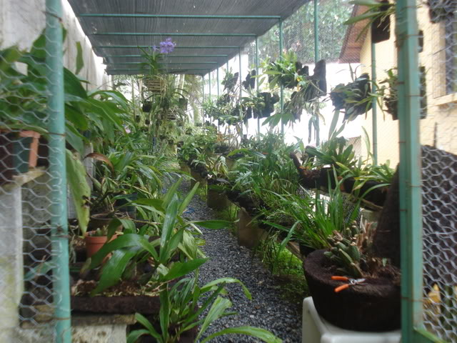 orquiditas042.jpg