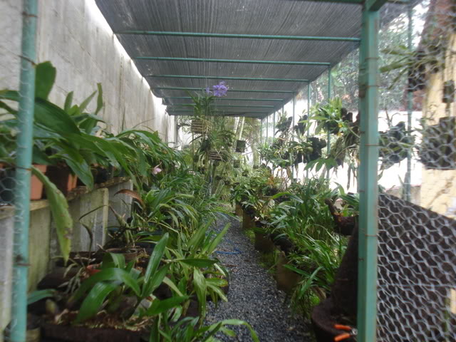 orquiditas043.jpg