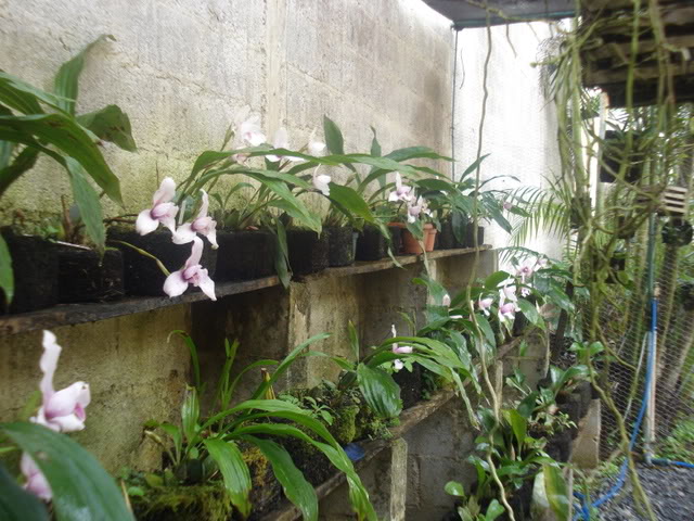 orquiditas045.jpg