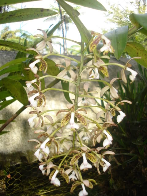 orquiditas051.jpg