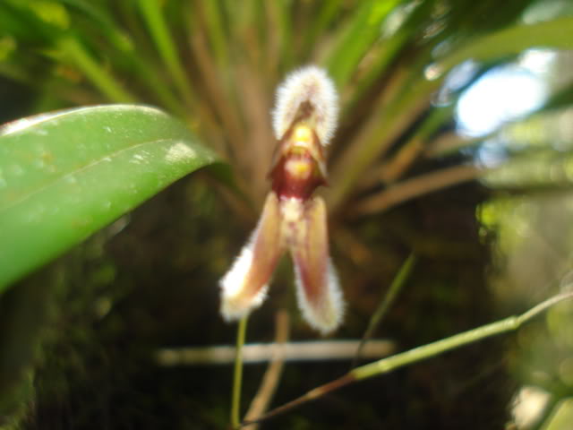 orquiditas054.jpg