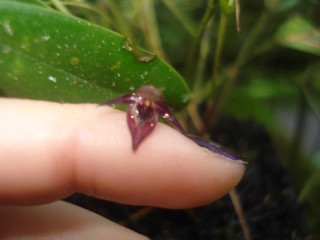 orquiditas057.jpg