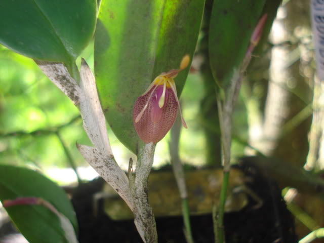orquiditas061.jpg