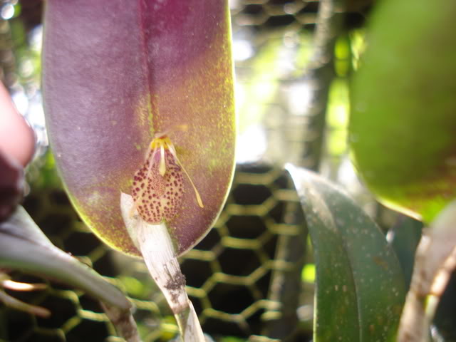 orquiditas062.jpg