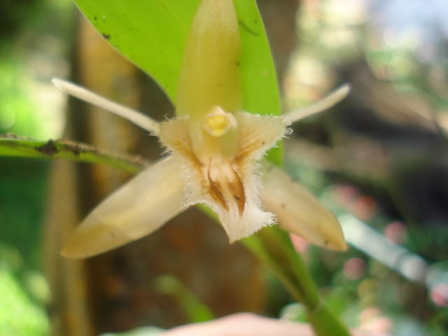 orquiditas064.jpg