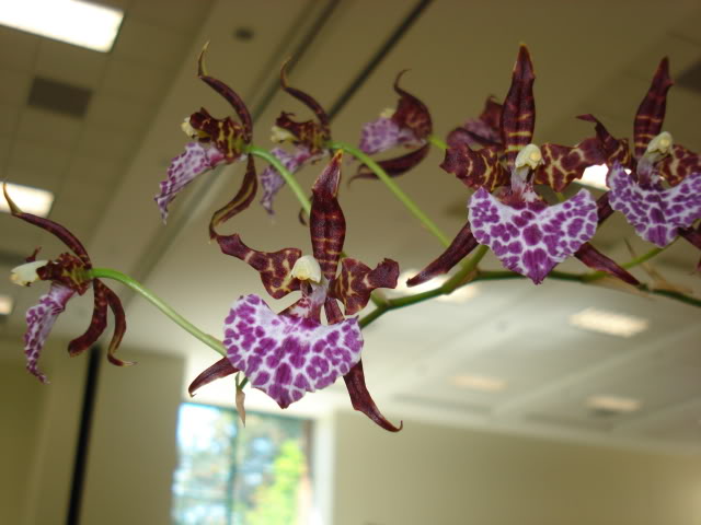 orquiphotos001.jpg