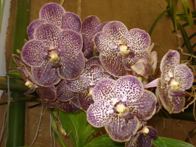 orquiphotos003.jpg