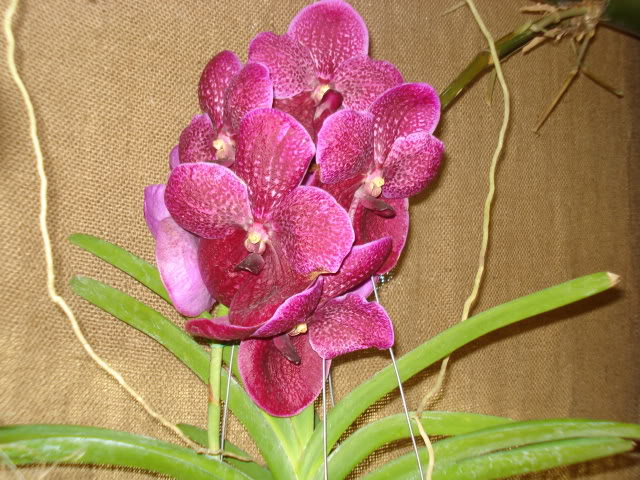 orquiphotos004.jpg