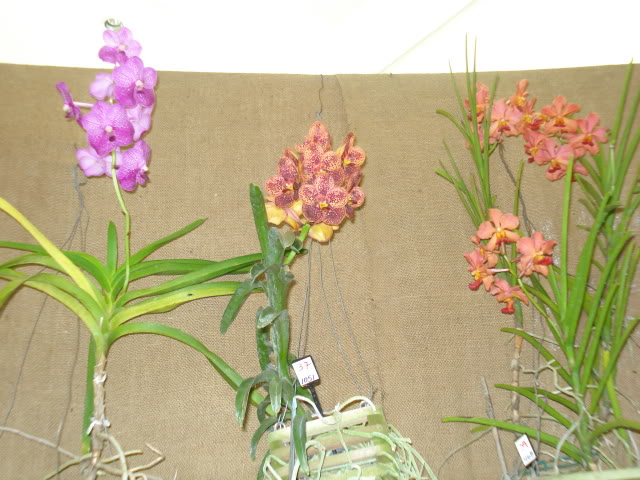 orquiphotos005.jpg