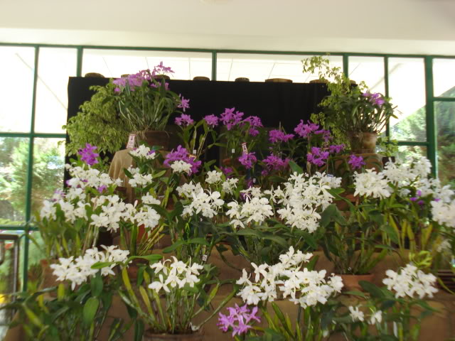 orquiphotos006.jpg