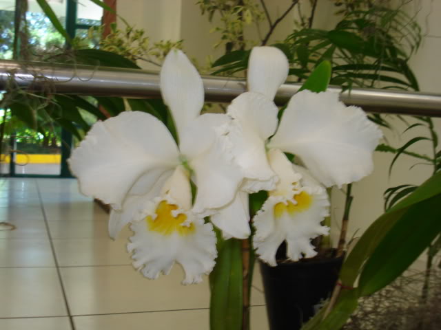 orquiphotos007.jpg