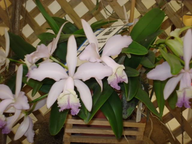 orquiphotos008.jpg
