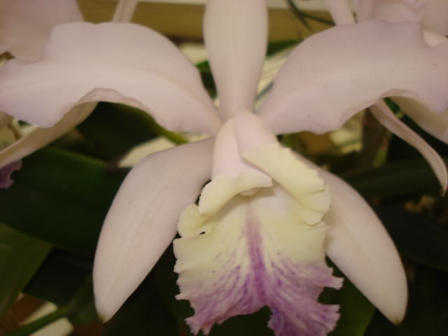 orquiphotos009.jpg
