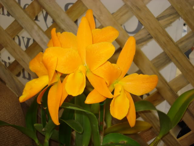 orquiphotos011.jpg