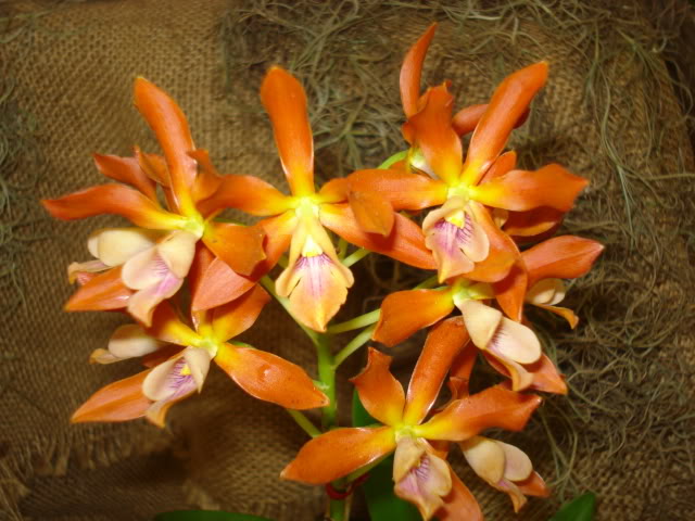 orquiphotos012.jpg