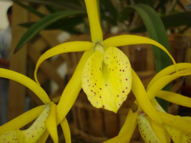 orquiphotos014.jpg