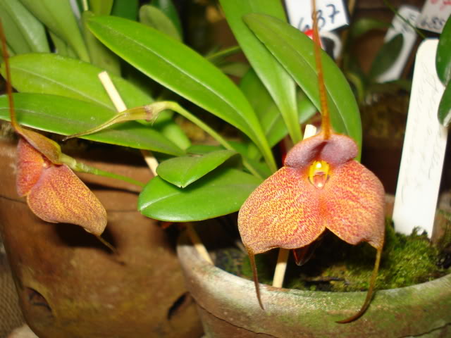 orquiphotos015.jpg